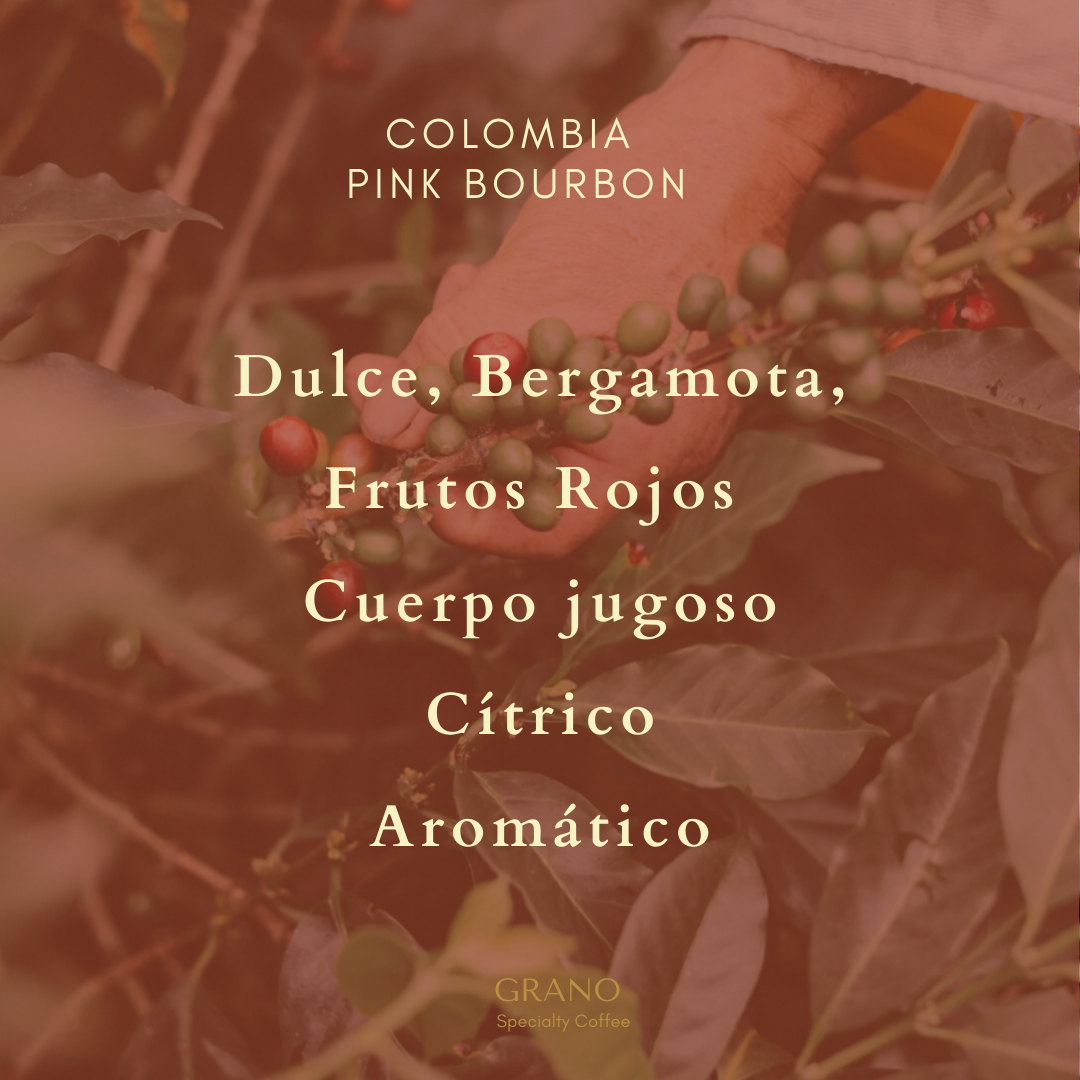 Colombia - Pink Bourbon