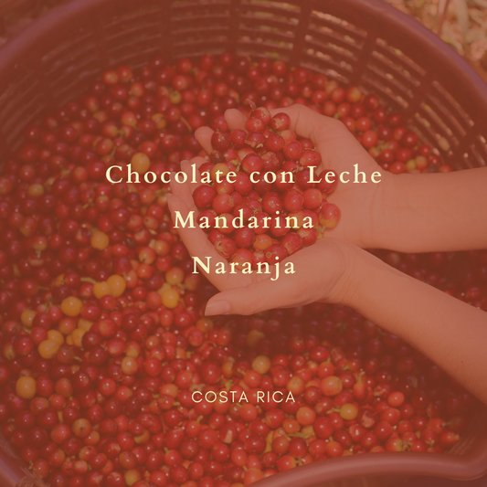 Costa Rica - Flor de Itabo