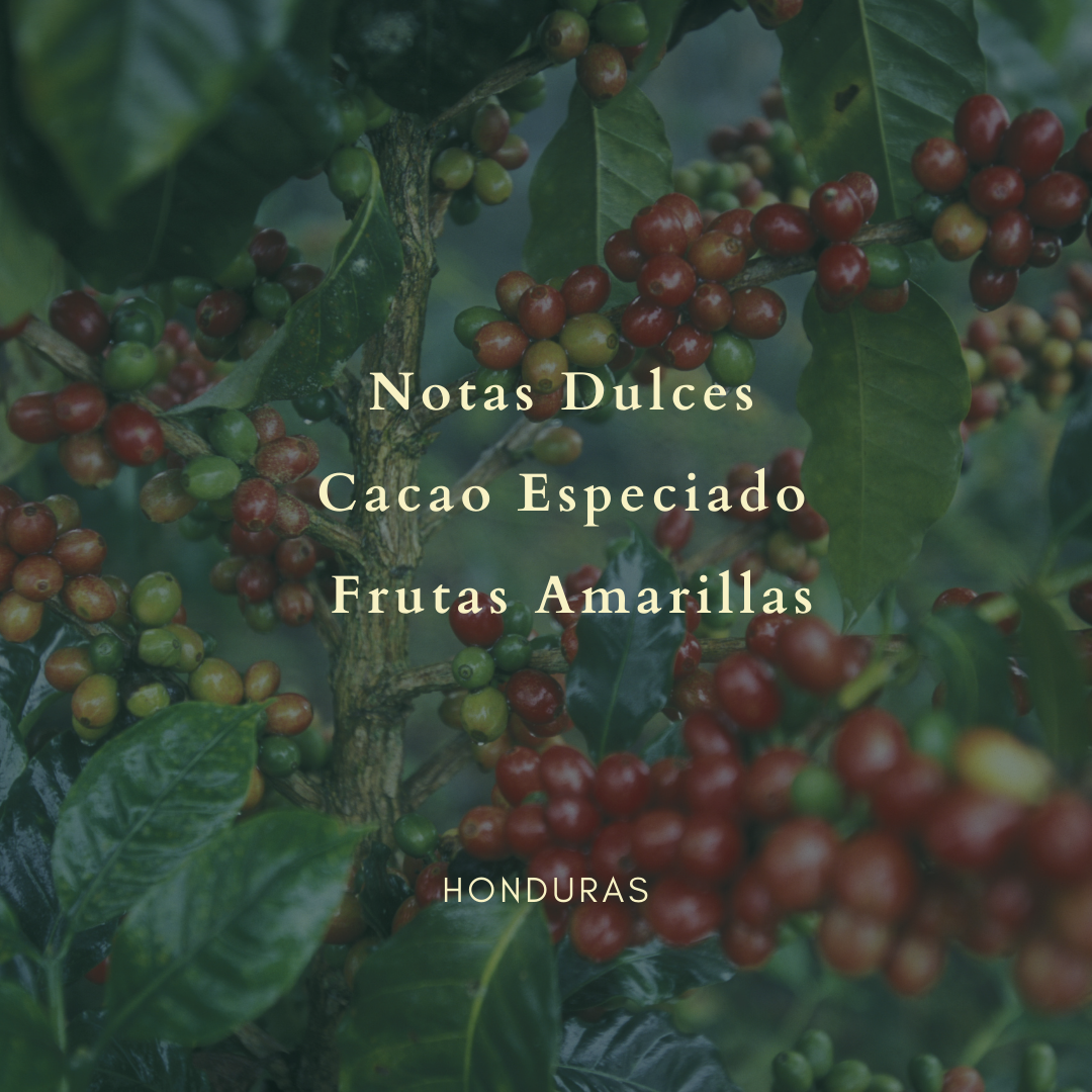 Honduras Organic - La Reina