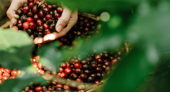 El Cafe de Especialidad es Mas Saludable Lo Que Debes Saber - somos grano